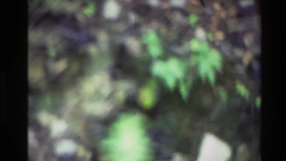 Soft-focus 8mm frame from the 1981 New Zealand clip showing shallow water, green bank plants and film grain with no clear subject centered.