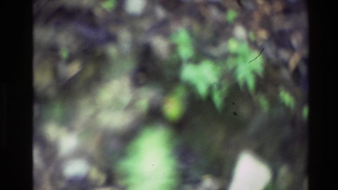 Out-of-focus 1981 New Zealand home-movie frame showing green leaves, dark woodland tones, and pale patches of light.