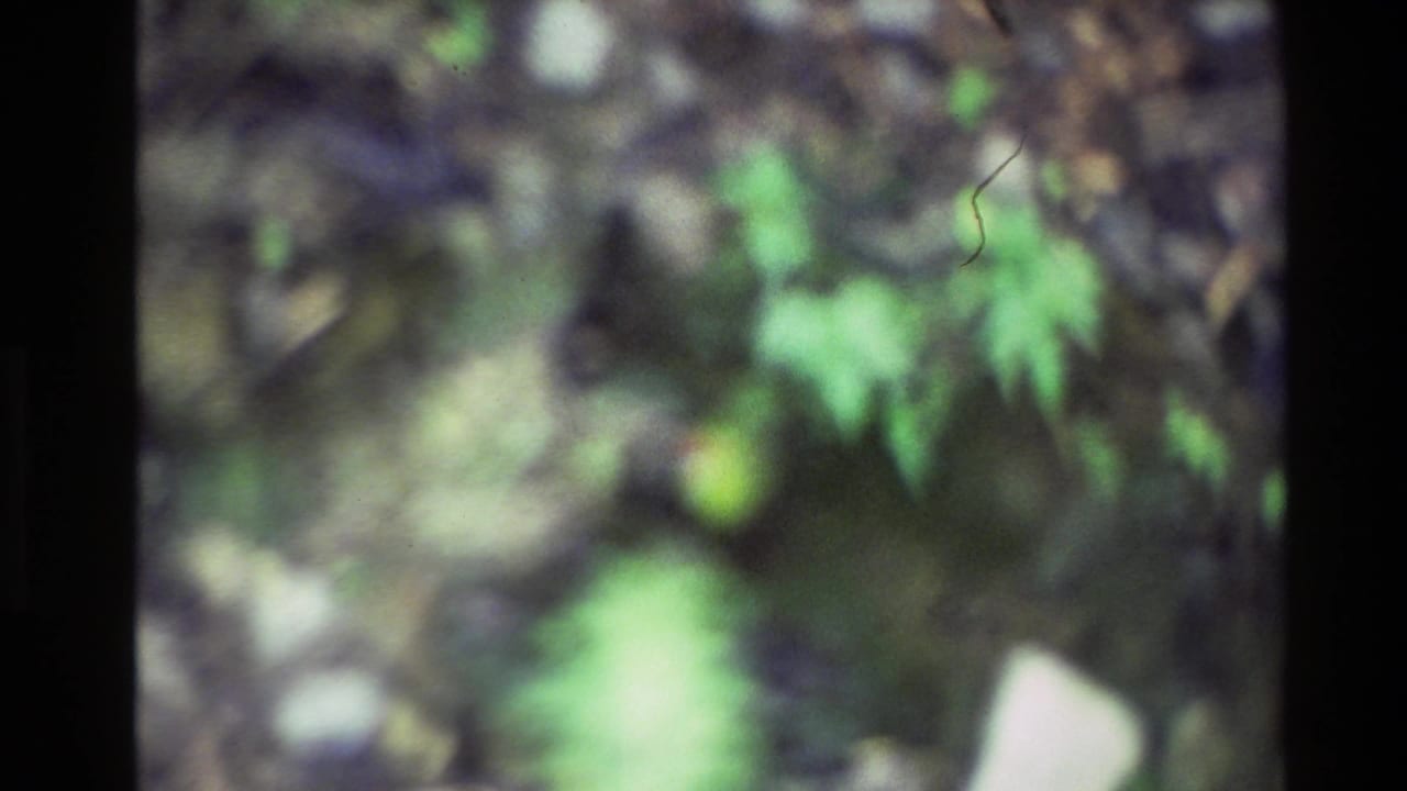 Soft-focus foliage with green leaves and dark natural background.