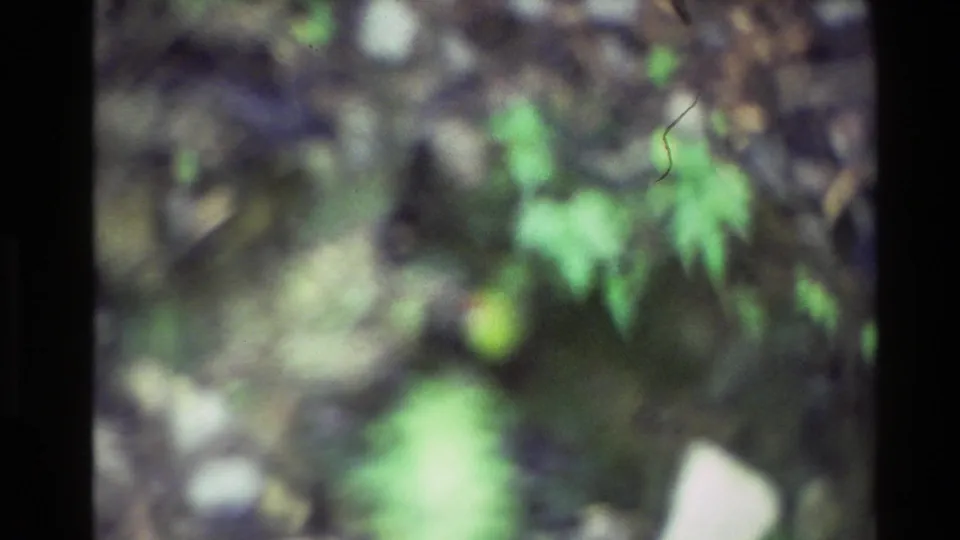 Blurry 8mm home-movie view of green foliage in New Zealand, with indistinct branches and muted forest shadows.