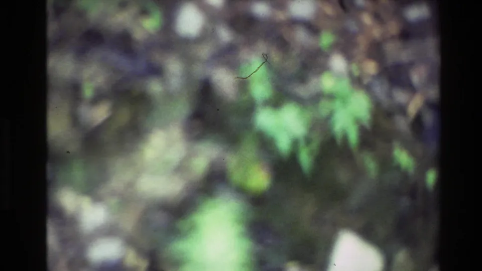 Soft 1981 New Zealand 8mm frame showing blurred leafy plants, dark vegetation, and pale natural highlights.