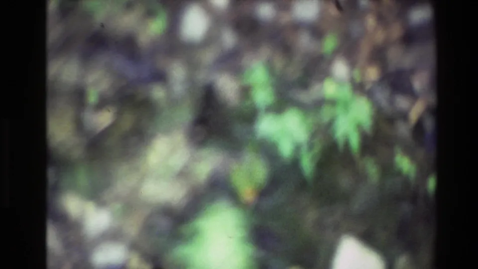 Out-of-focus 8mm home-movie frame from New Zealand with green foliage, dark wooded forms, and soft light patches.