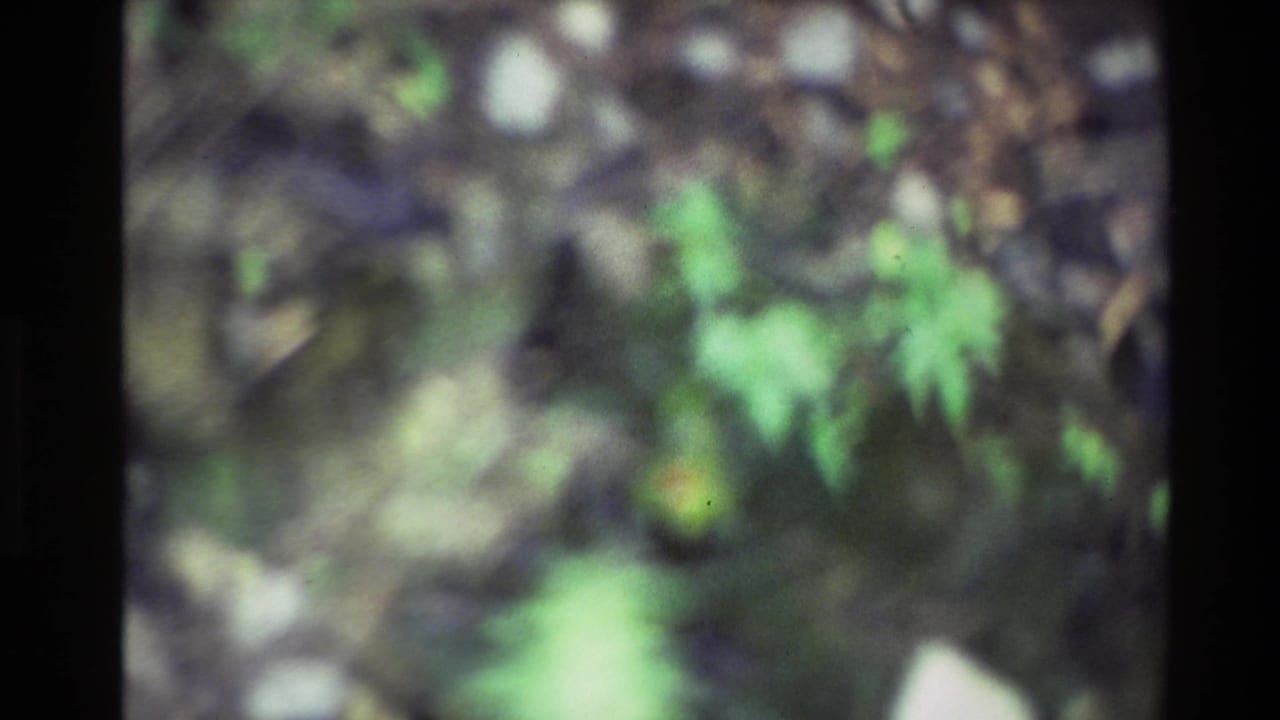 Soft 1981 New Zealand 8mm frame showing blurred green foliage and dark projected-film borders before the ducks become clear.
