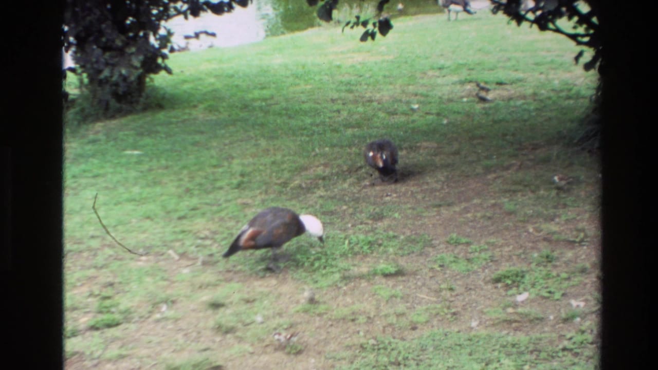 Two colorful ducks forage on a New Zealand grass lawn in a soft 1981 8mm home-movie frame.
