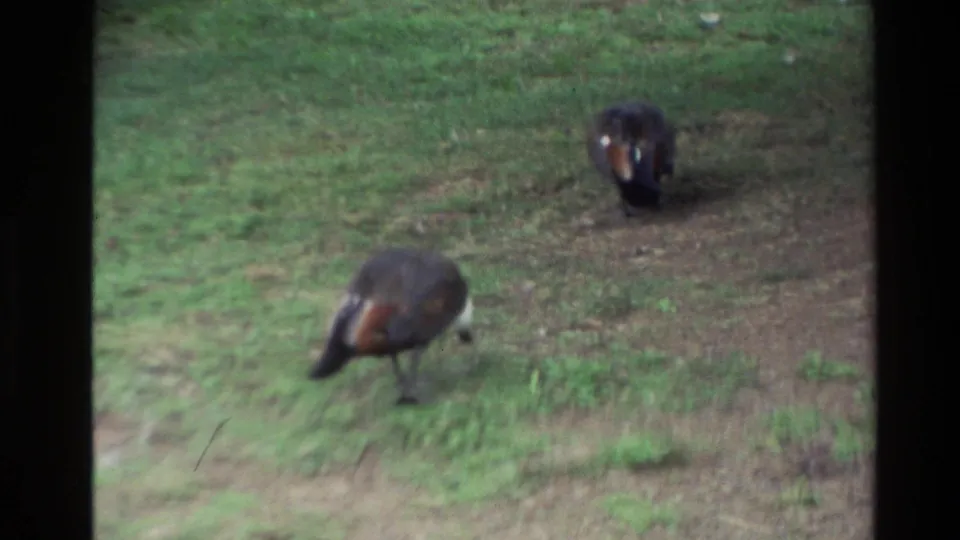 A closer 1981 New Zealand 8mm view shows two dark-bodied ducks walking and foraging across grass.