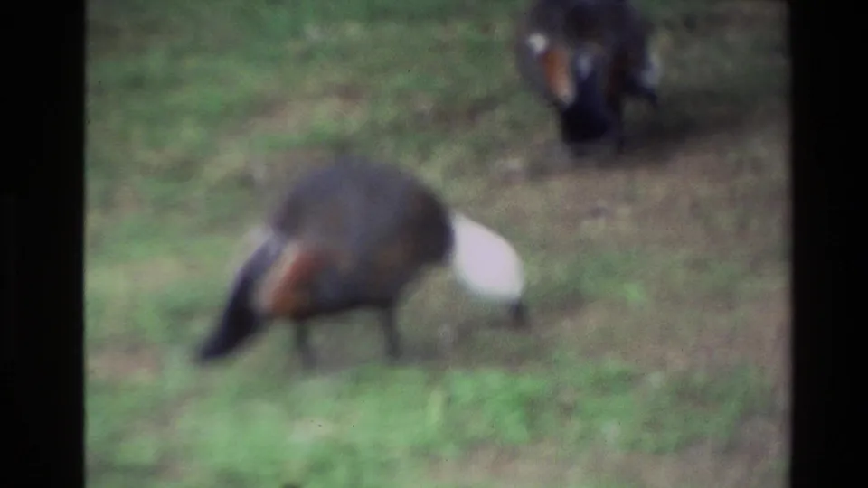 Soft final 1981 New Zealand 8mm frame with two ducks foraging on a lawn, one close and out of focus.