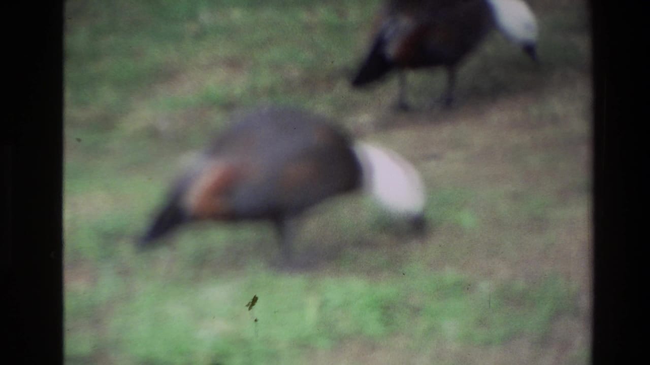 Two ducks forage on grass and bare ground, seen through a soft 8mm film frame.