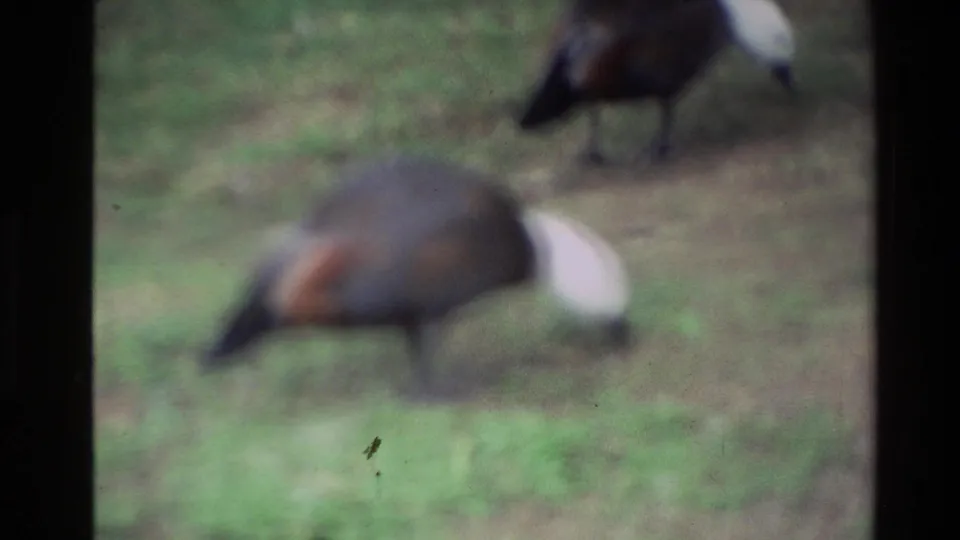 In 1981 New Zealand home-movie footage, two ducks with dark bodies and pale neck markings peck at a grassy area.