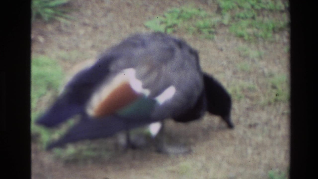 A duck bends toward the ground while foraging beside grass and bare earth.