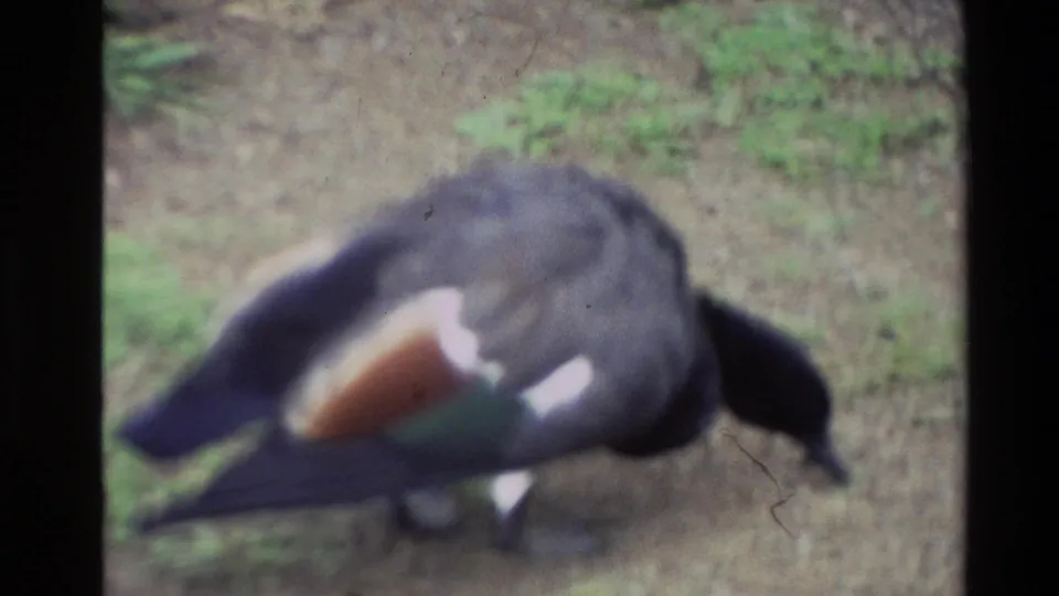 A close, soft 8mm view shows a duck pecking at the ground, with grass and soil visible around it.