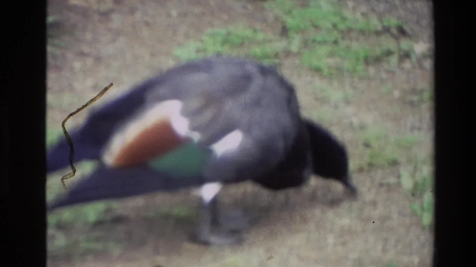 The final frame shows a duck foraging in a grassy New Zealand outdoor setting, with visible 8mm softness and film wear.