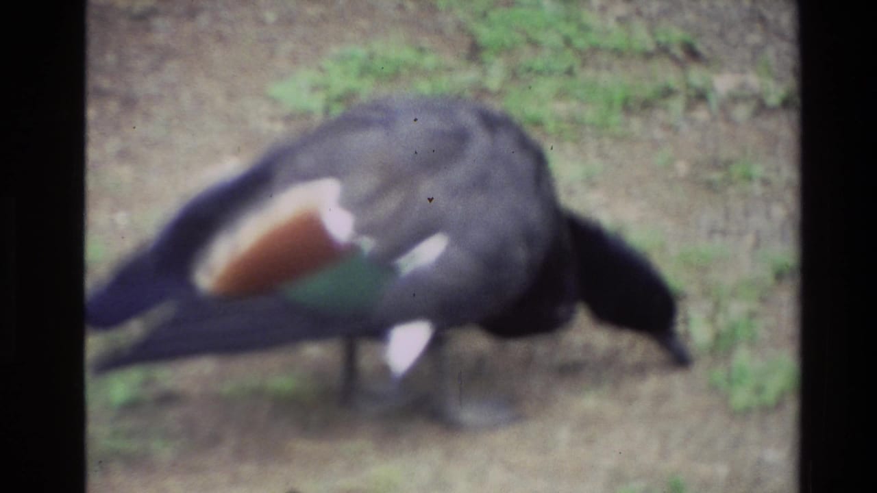 1981 New Zealand 8mm frame showing a dark-feathered duck foraging on grass, with orange and white wing markings visible despite soft focus.