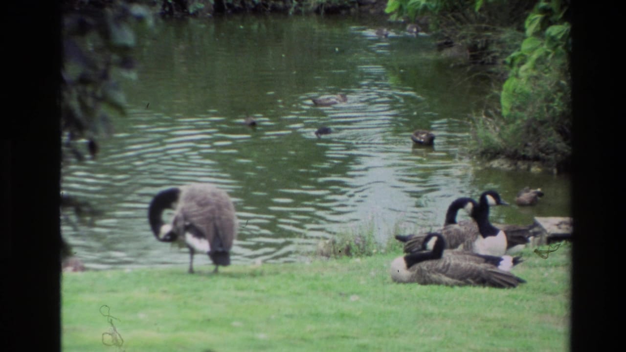 Canada geese rest and preen beside a pond while other birds swim in the water.