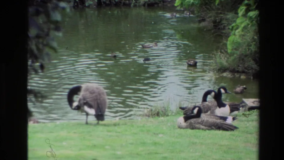 1981 New Zealand 8mm frame with Canada geese on a grassy bank beside rippled pond water, with additional birds swimming in the background.