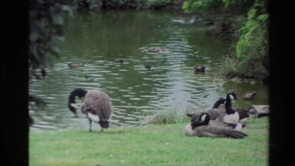 1981 New Zealand 8mm frame showing Canada geese preening and resting on grass at the pond edge, with several birds visible on the water.