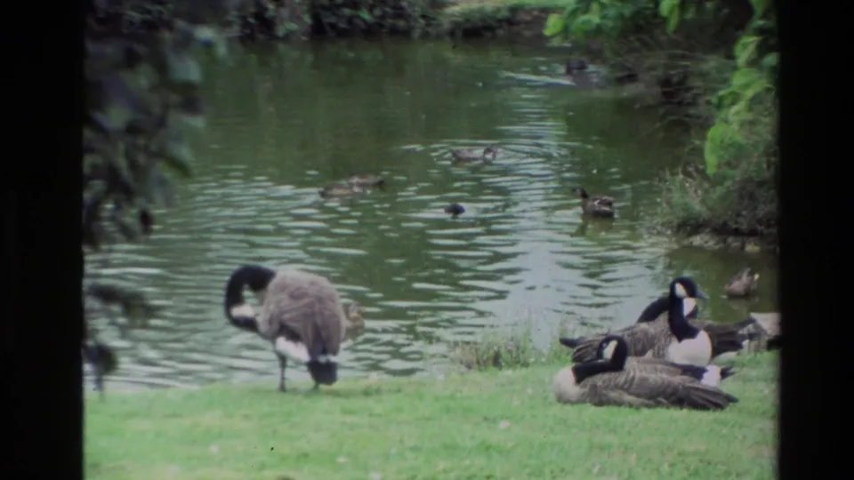 1981 New Zealand 8mm frame of Canada geese resting near a green pond, with small birds on the water and foliage along the bank.