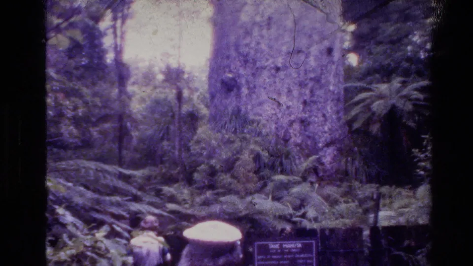 Home-movie frame from the New Zealand park showing a massive tree trunk, ferny vegetation, signs, and a small visitor figure.