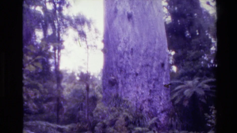 Soft 8mm view of a large tree trunk in a New Zealand park setting, with ferns and dense trees around it.