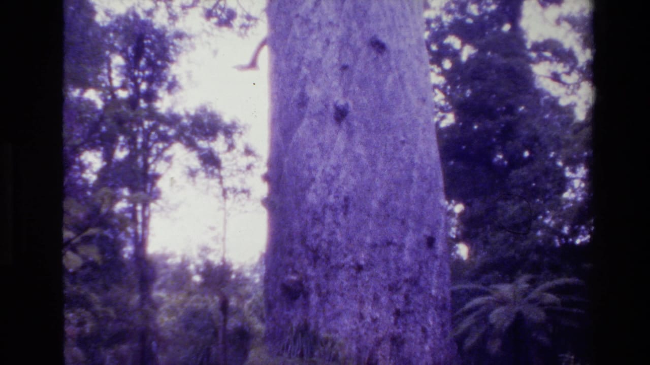 Large pale tree trunk rising through dense forest with bright sky behind it.