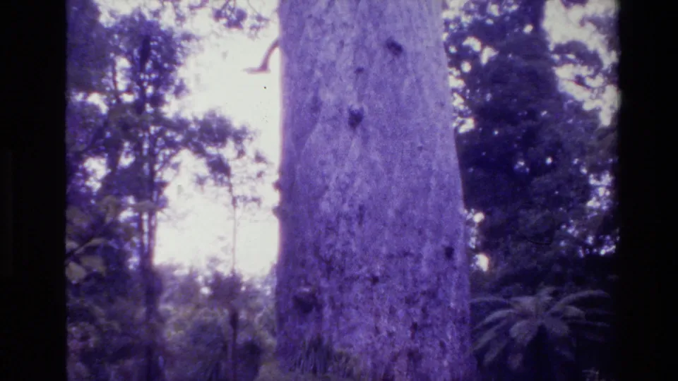 1981 New Zealand 8mm frame showing a massive tree trunk from below, surrounded by dark forest foliage and overexposed sky.