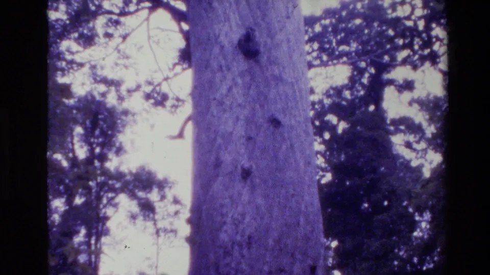 1981 New Zealand 8mm frame with the trunk shifted right, showing surrounding branches, foliage, and a bright washed-out sky.