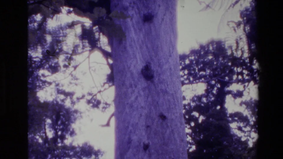 1981 New Zealand 8mm contact-sheet frame appears inverted, with a large trunk, leafy branches, and bright sky visible through forest cover.