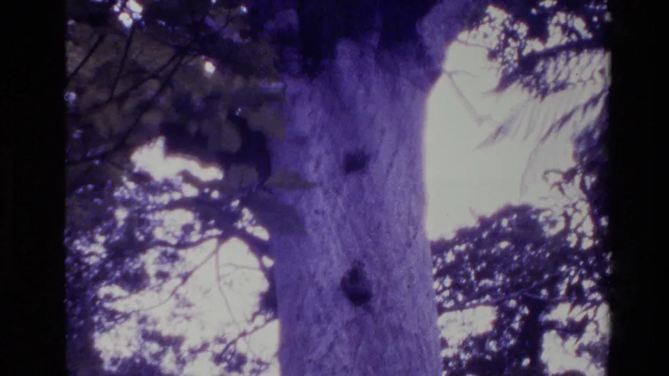 1981 New Zealand 8mm frame appears inverted, showing the broad tree trunk beside silhouetted branches and pale sky.