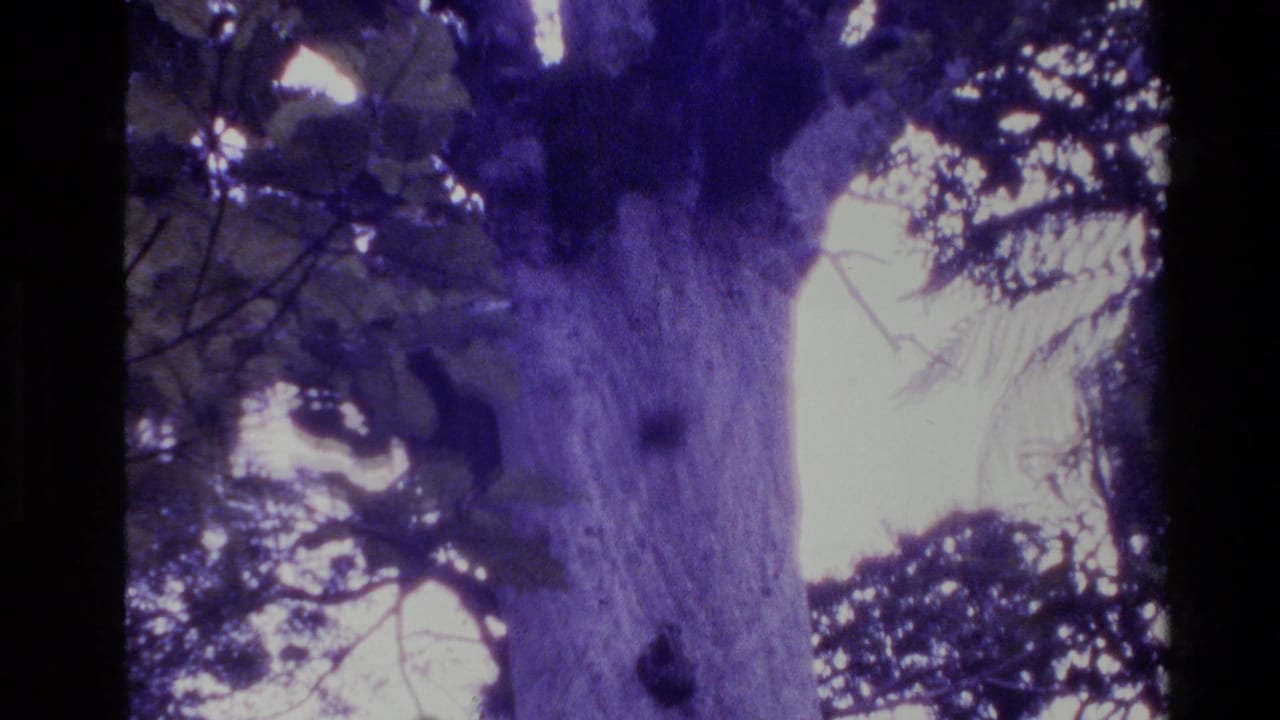 1981 New Zealand 8mm frame looking upward at a large tree trunk and canopy with blue-purple color cast and bright daylight sky.