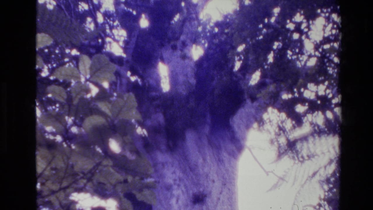 Tree trunk and overhead leaves seen through a blue-purple cast with bright sky gaps and film grain.