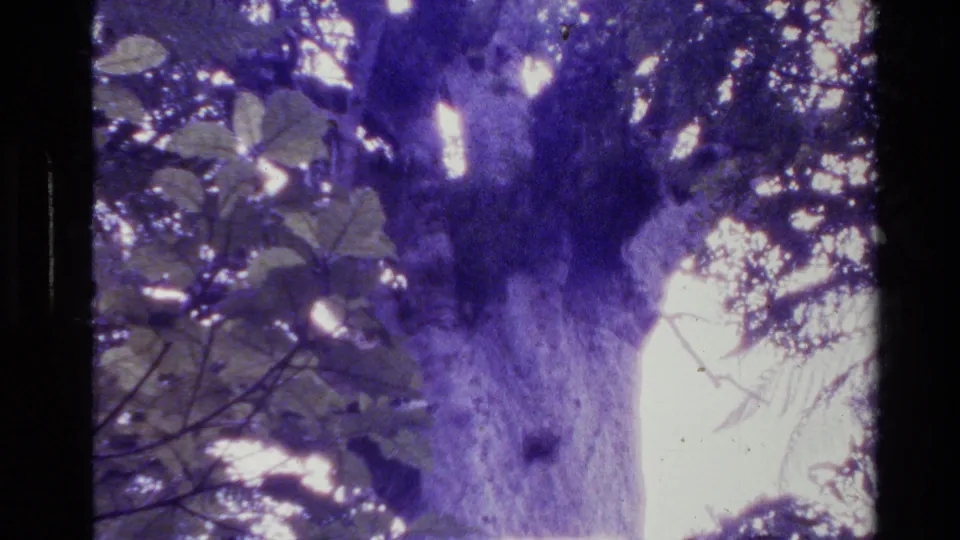 1981 New Zealand 8mm frame showing a large tree trunk and leafy canopy from below, with strong blue-purple tint and visible grain.