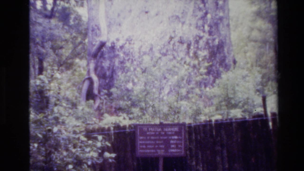 1981 New Zealand home-movie frame showing a giant tree behind a small wooden visitor sign amid dense greenery.