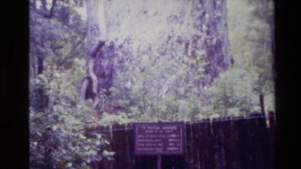 1981 New Zealand home-movie frame showing a giant tree behind a small wooden visitor sign amid dense greenery.