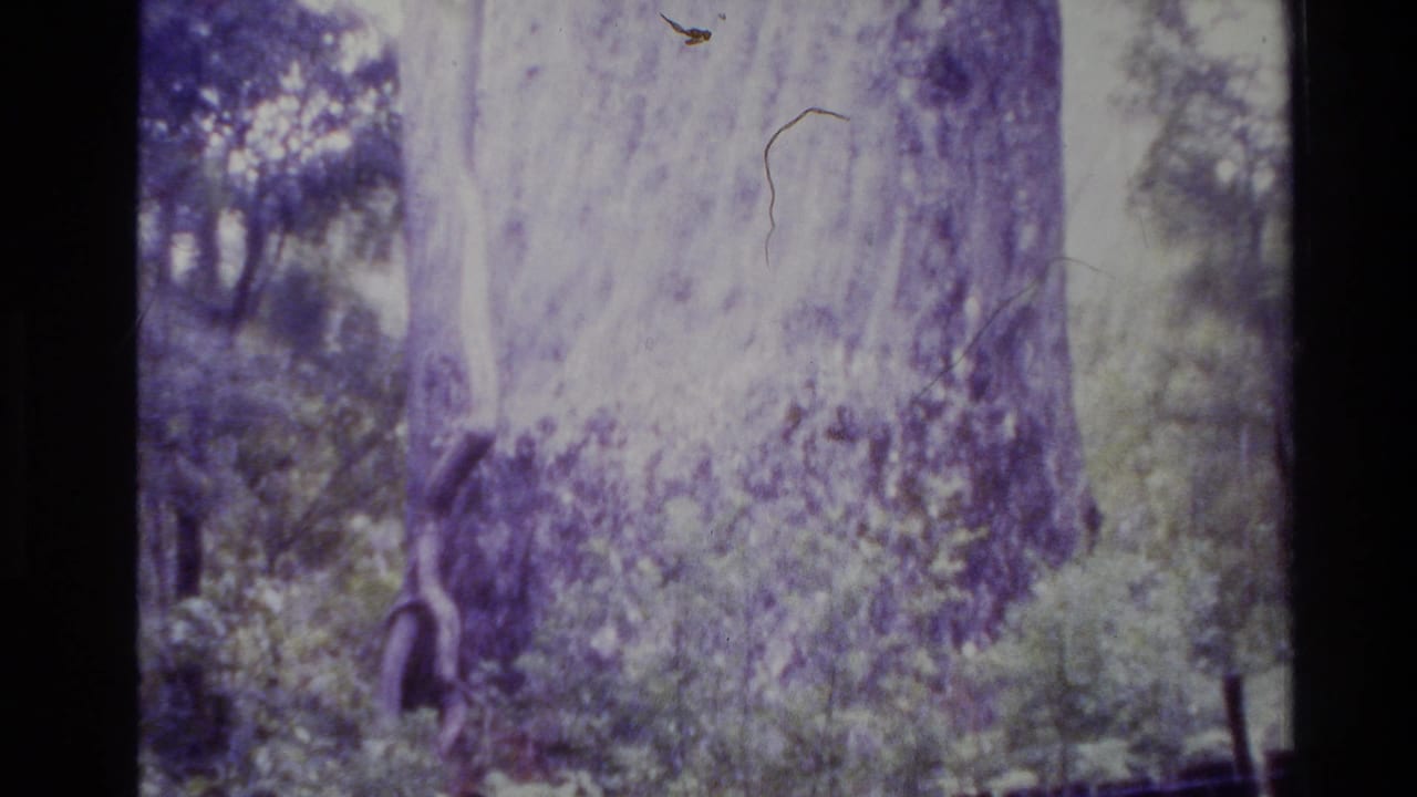 Massive tree trunk and surrounding foliage, with dark film border at left.