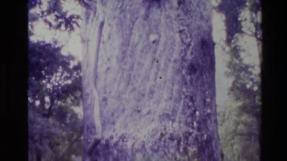 1981 New Zealand home-movie frame showing a closer view of textured bark on a giant tree with leaves around the edges.