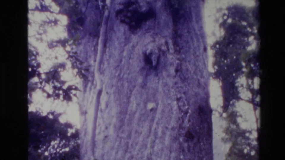 1981 New Zealand frame showing the trunk of a giant tree in close view, bordered by surrounding trees and pale daylight.