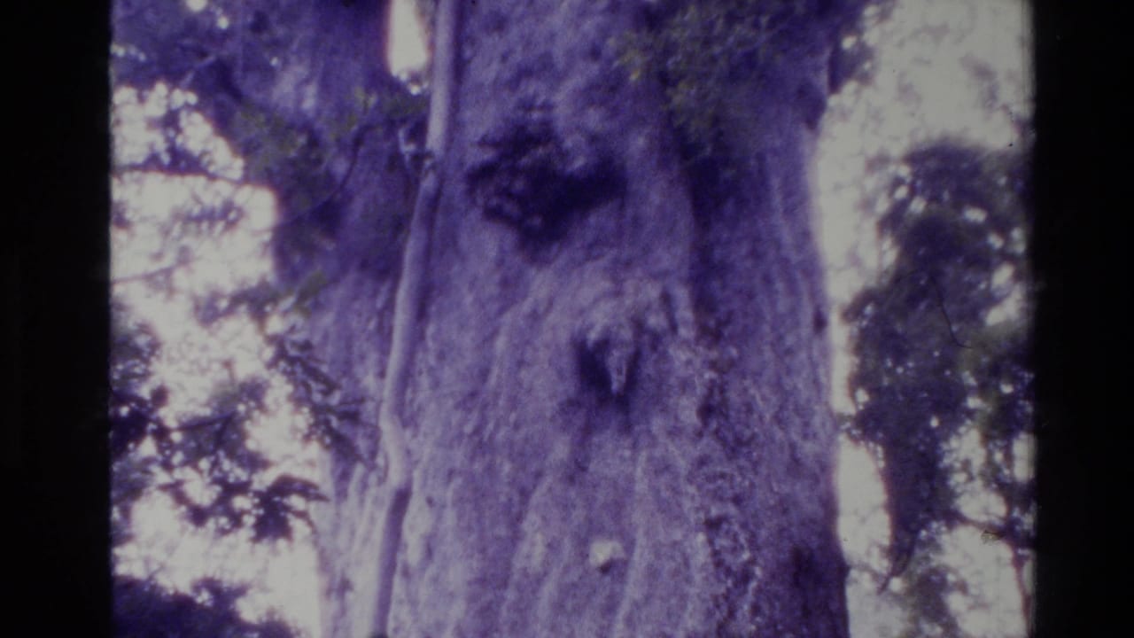 1981 New Zealand 8mm frame showing a towering tree trunk from close range, with dark knots, leaves, bright sky, and purple film cast.