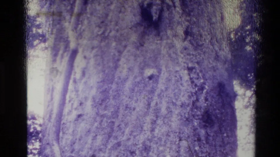 1981 New Zealand 8mm frame showing the tree trunk higher up, with rough bark texture, leafy background, and overexposed sky patches.