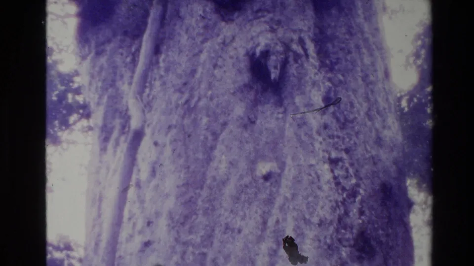 1981 New Zealand 8mm frame dominated by the broad tree trunk, showing knots, bark texture, bright background foliage, and visible film wear.
