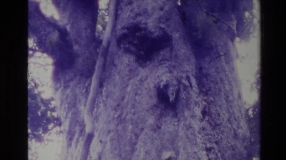 1981 New Zealand 8mm frame showing a close section of the tree trunk, a prominent knot, surrounding foliage, bright sky, and dark film border.