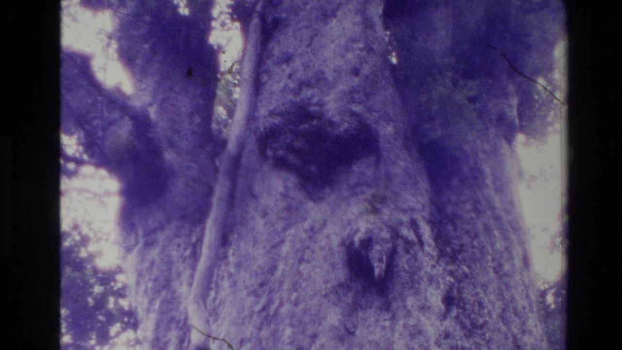 Close view of a large tree trunk with rough bark and dark film borders.