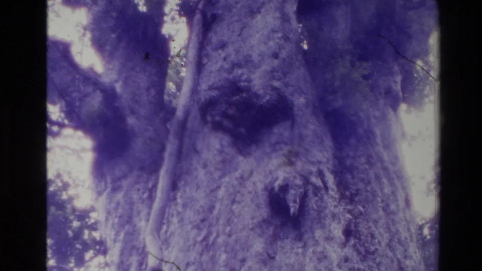 1981 New Zealand 8mm frame showing a close, purple-cast view of a rough tree trunk and surrounding soft foliage.