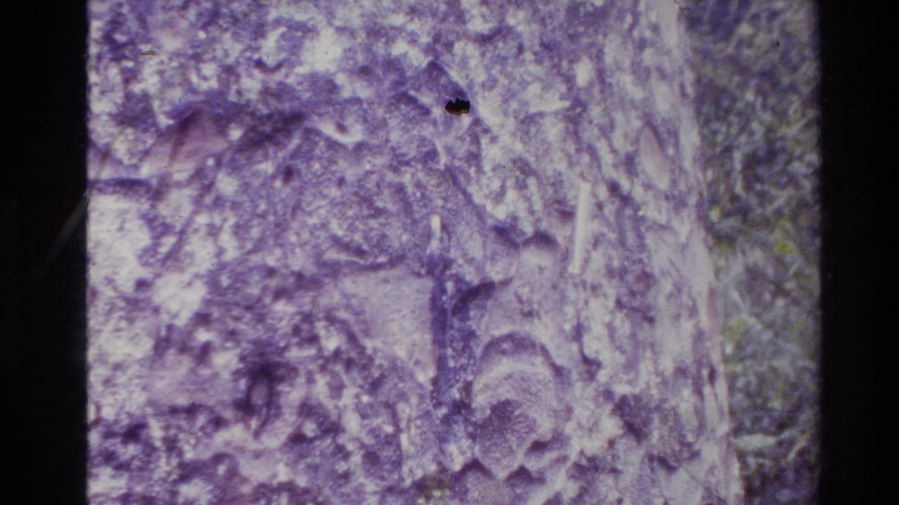Close 8mm view of deeply textured bark in New Zealand, with a small pale object visible in a crevice.