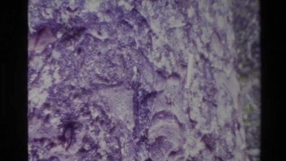 Purple-tinted 8mm close-up of tree bark, showing cracks, raised ridges, and pale exposed wood detail.