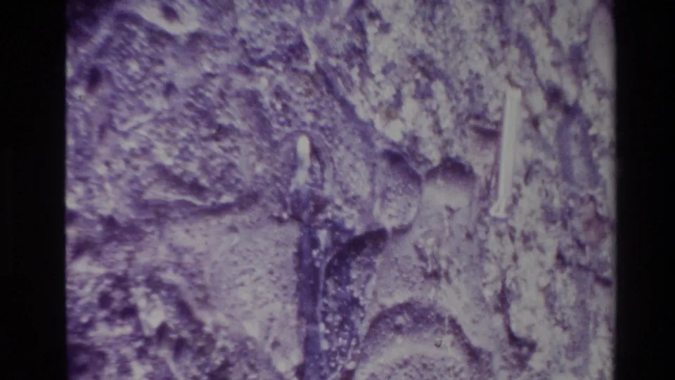Tight 1981 New Zealand 8mm close-up of bark texture with a small pale vertical object embedded in the surface.