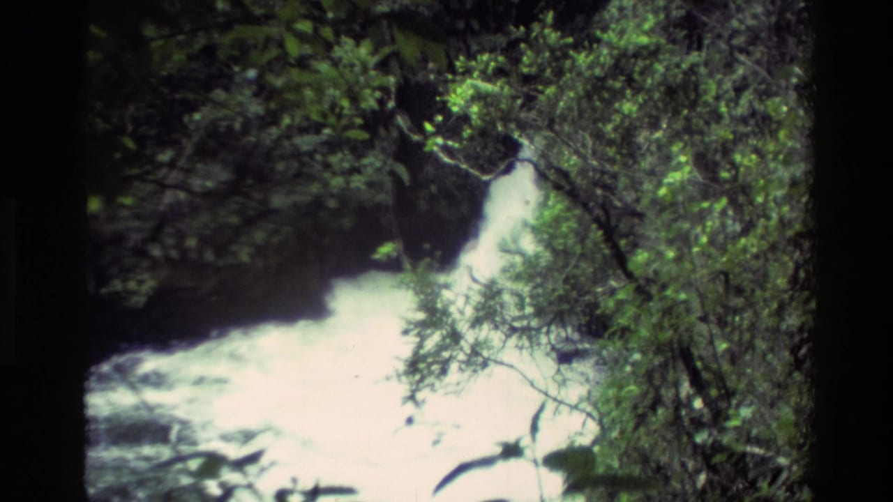 Foaming stream below a small waterfall surrounded by leafy forest.