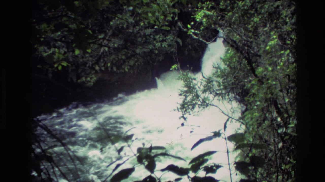 1981 New Zealand 8mm frame showing bright rushing water through dense forest foliage and branches near the camera.
