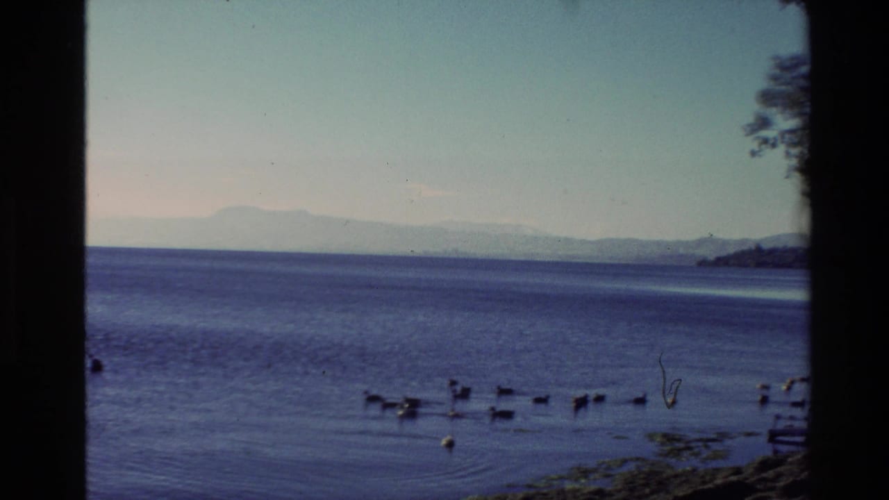 1981 New Zealand 8mm frame of water birds on a calm coastal inlet, with distant hills and a dark window or doorway edge in view.