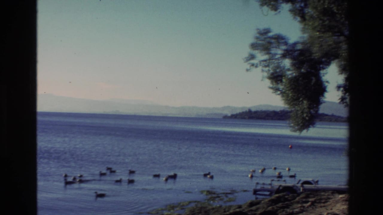 Water birds swim near shore beneath an overhanging tree beside a small dock-like structure.