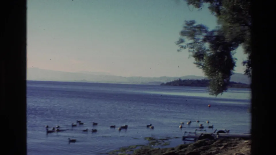 1981 New Zealand coastal home-movie frame showing ducks on blue water, a tree canopy at right, distant hills, and a small shore structure.