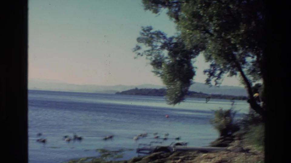 Handheld 8mm view of a New Zealand shoreline in 1981, with ducks, a tree leaning over the water, distant hills, and a small shore feature.